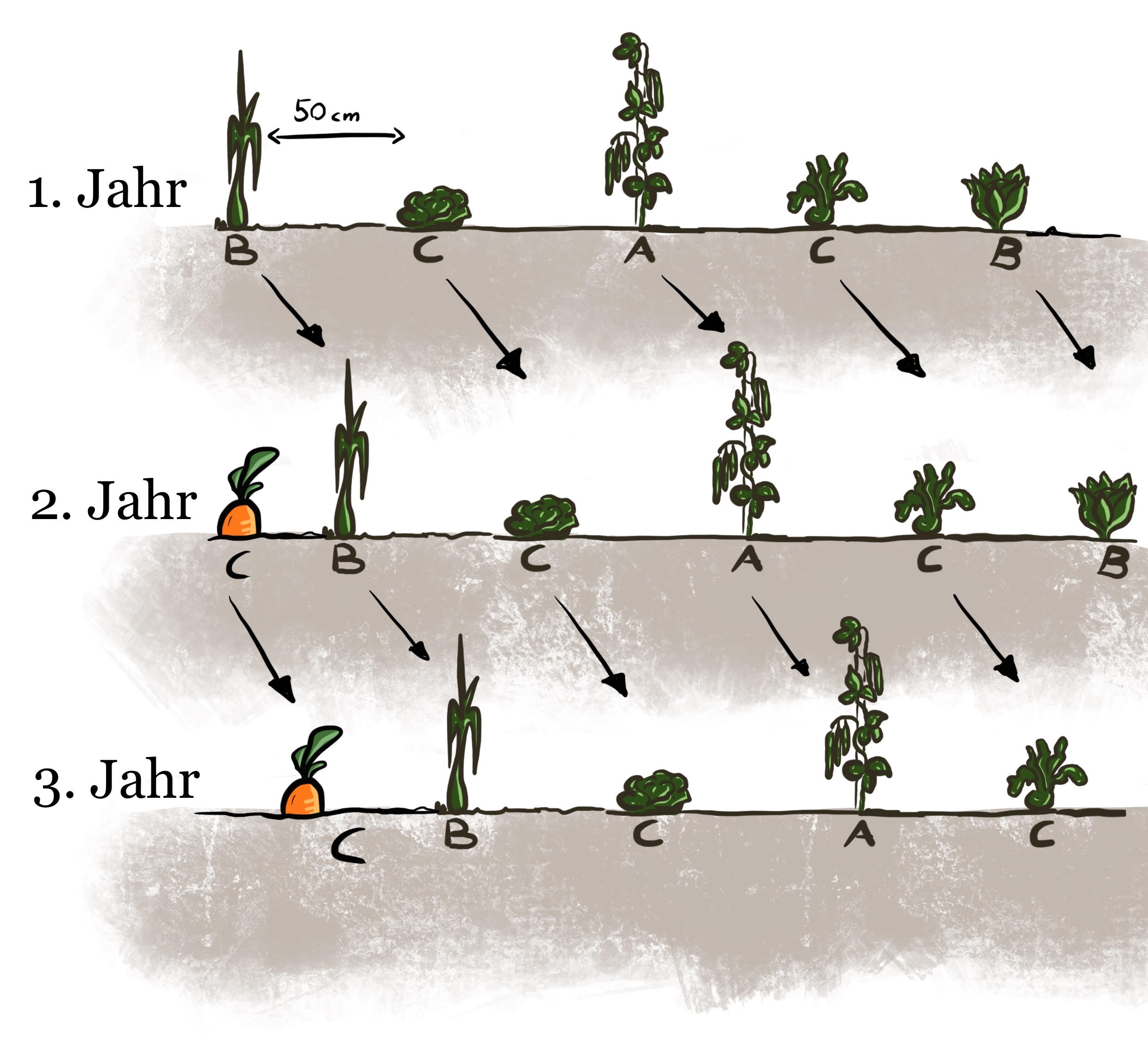 Klimagarten Südpfalz Fruchtfolge